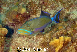 Queen Trigger Fish
Olympus 350 with Ikelite Housing and ... by Joel Sarver 